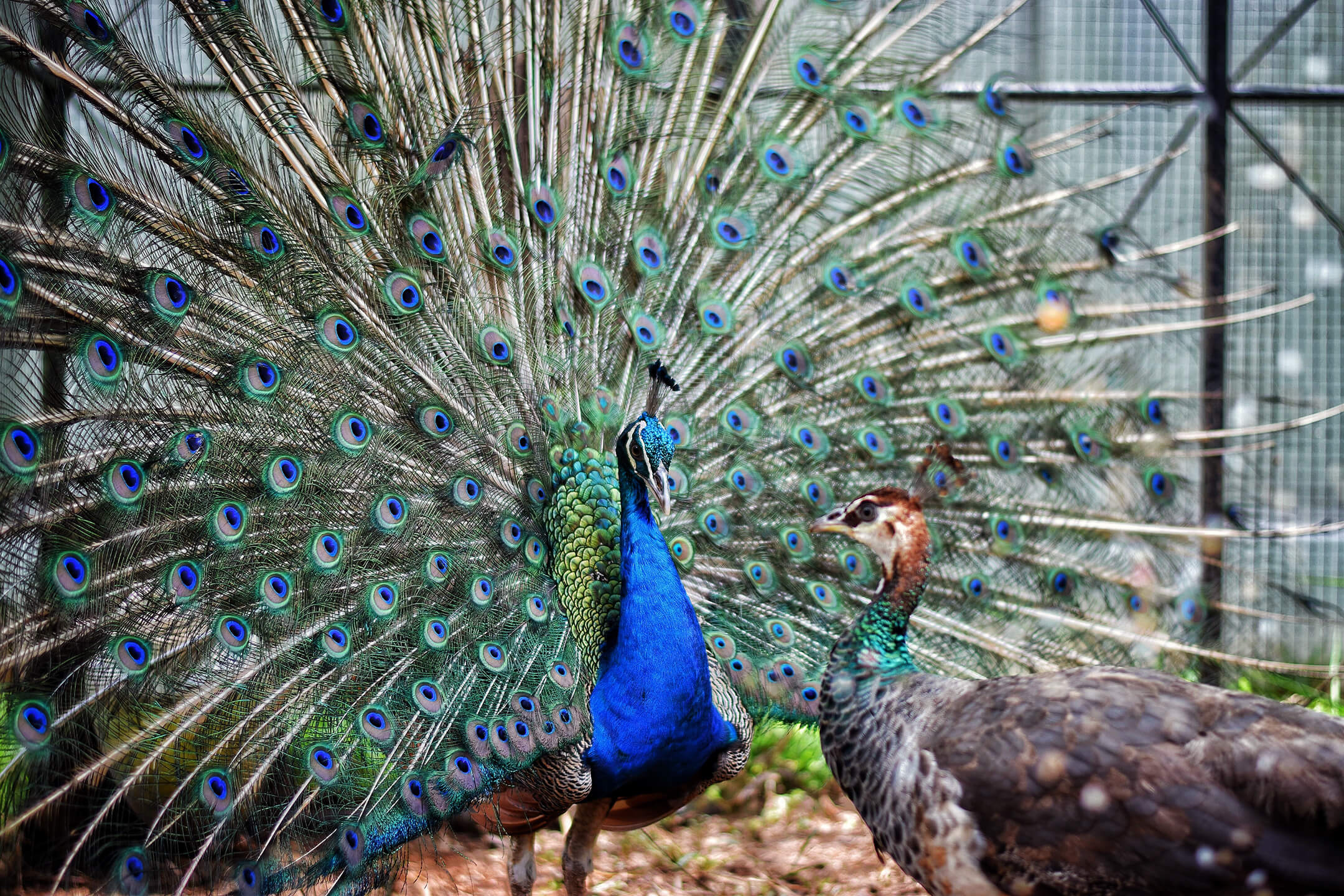 Peacock and Pehen - ChhotiSiBaat