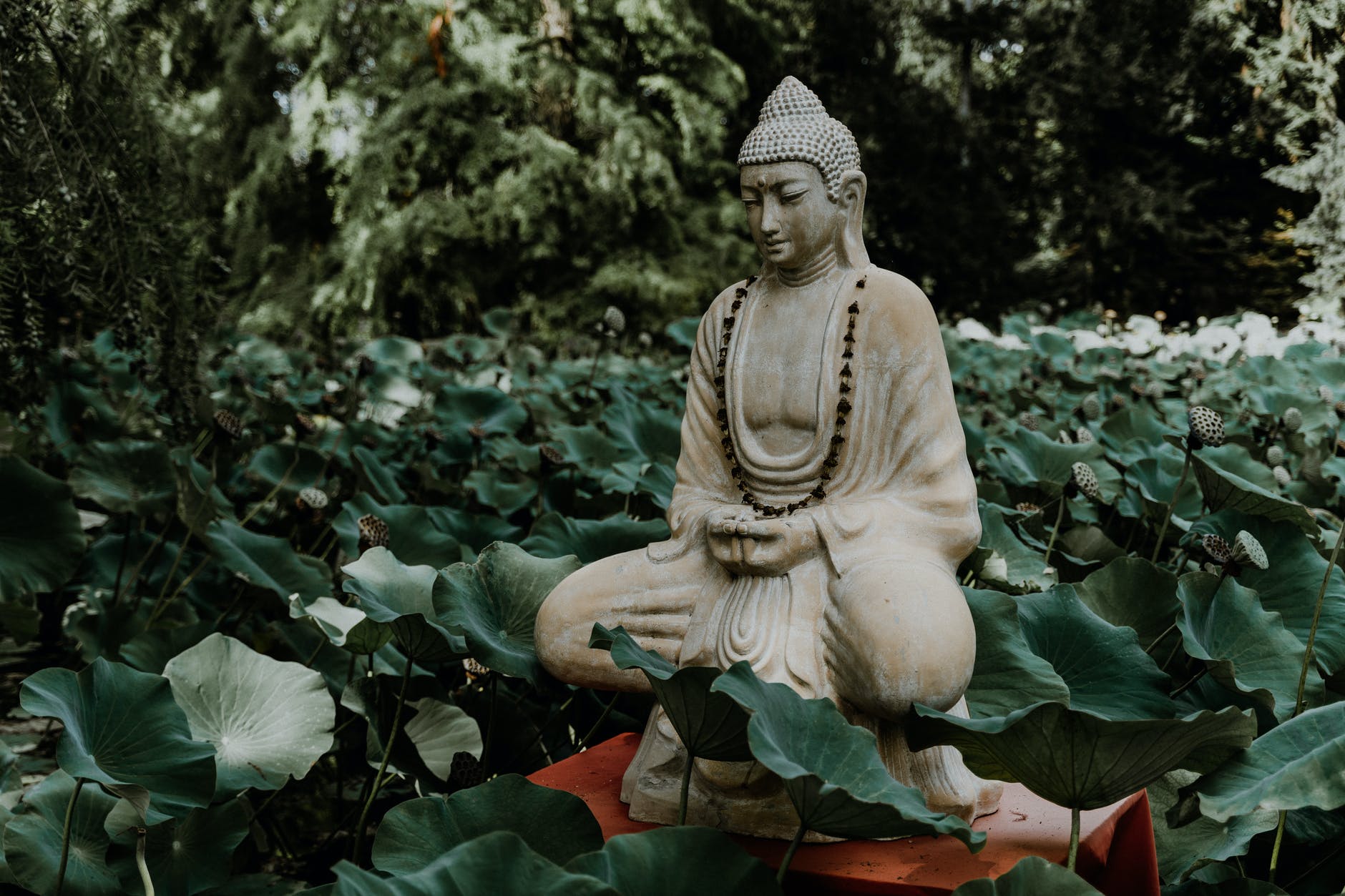 buddha statue | Buddha | Buddha Quotes