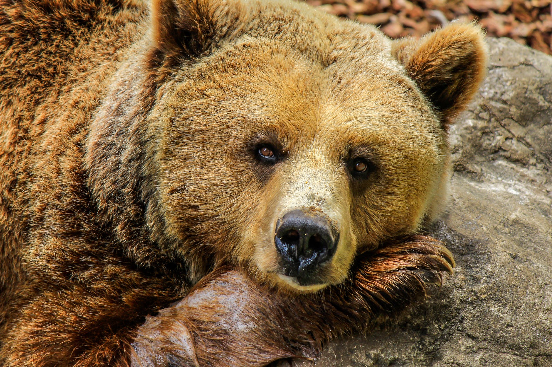 nature animal zoo bear