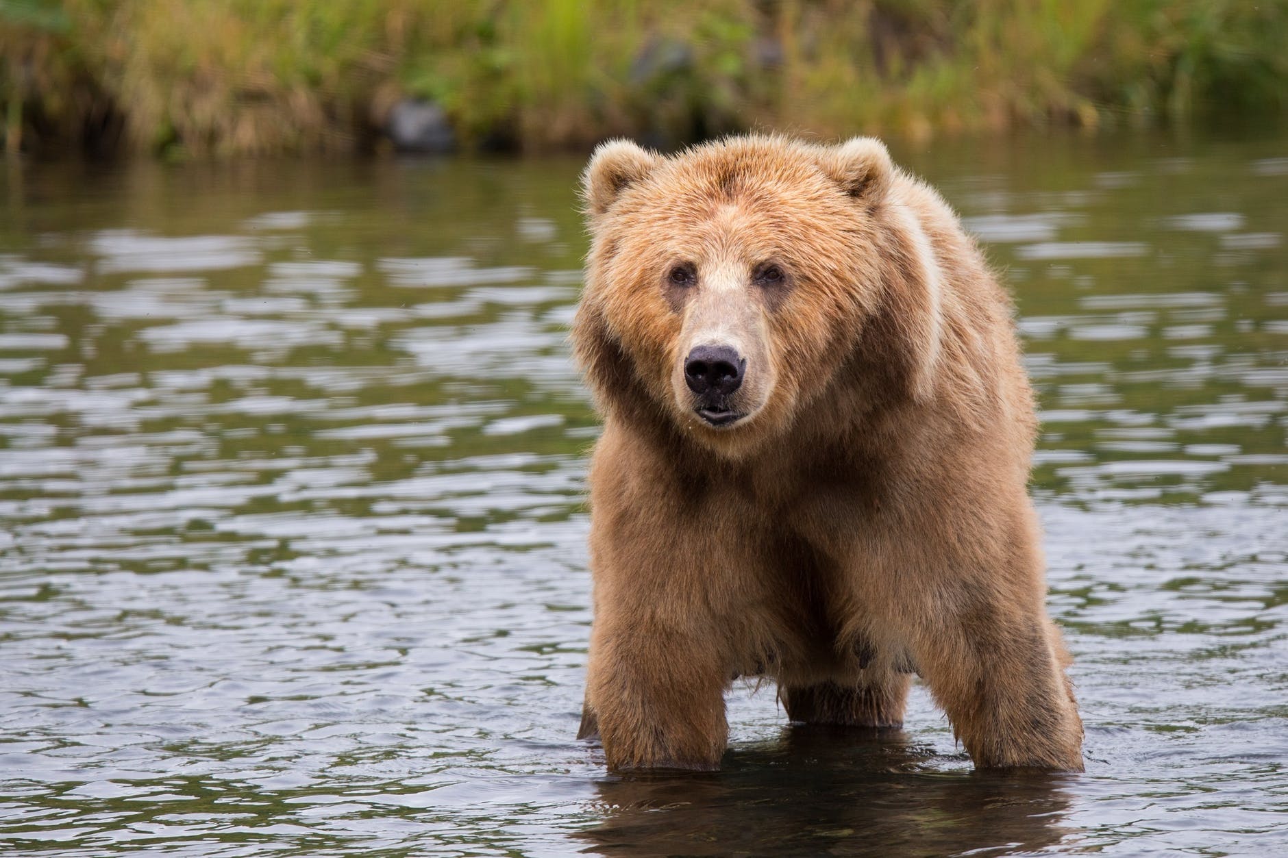 brown bear on a body of water