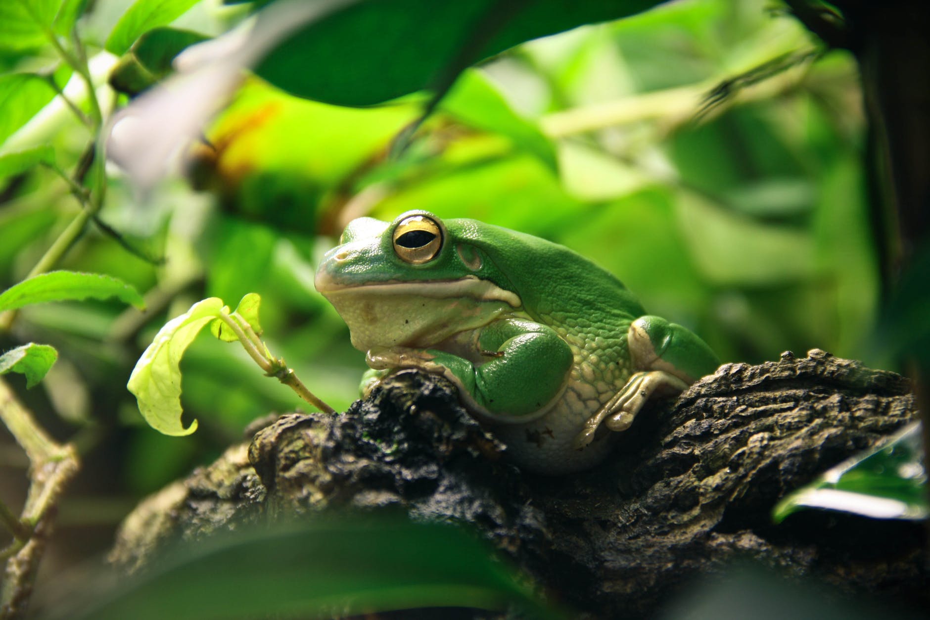 green and white frog resting on brown tree branch