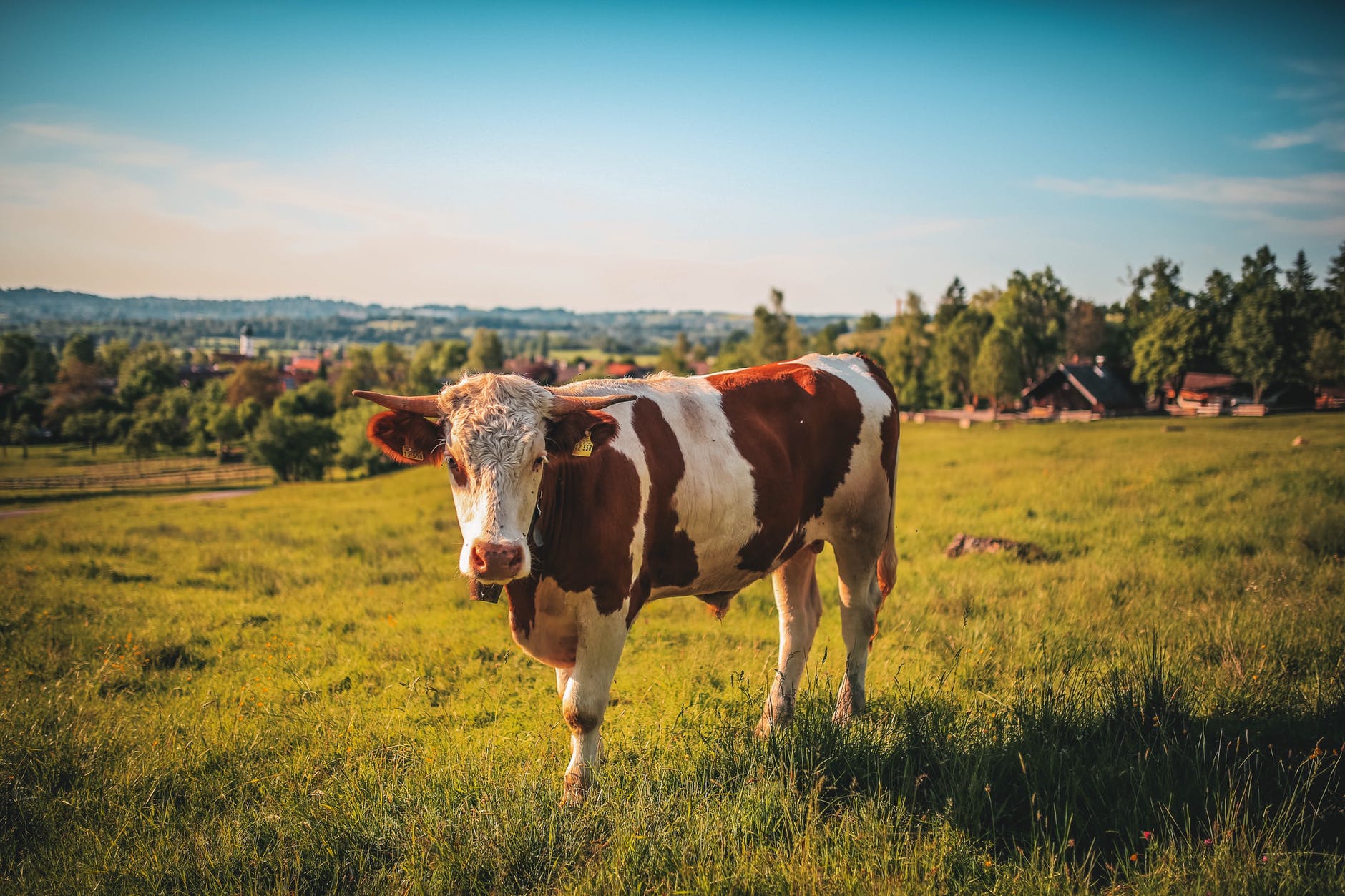 brown and white cow